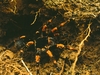 Tarantula 12" Plush