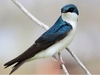 Tree Swallow 5.5" Plush