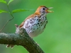 Wood Thrush 5.5" Plush