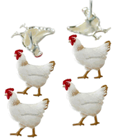 Chickens, animal scrapbook brads, 12/pk (Eyelet Outlet)