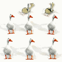 Ducks, scrapbook brads, 12/pk (Eyelet Outlet)  