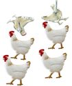 Chickens, animal scrapbook brads, 12/pk (Eyelet Outlet)