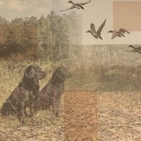 Duck Hunting Collage,scrapbook paper (Paper House)