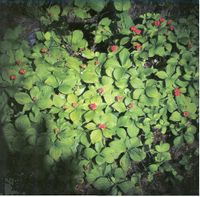 Bunch of Berries, nature & food scrapbook paper (McRice Photo Papers)<br><font color=red>50% off</font>