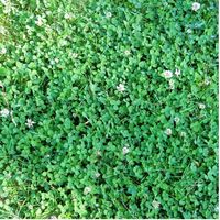 Clover, outdoor scrapbook paper (McRice Photo Papers)