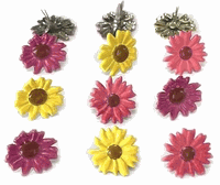 Color Daisy, flower scrapbook brads, 12/pack (Eyelet Outlet)