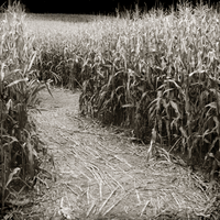 Corn Maze, scrapbook paper (Stamping Station)