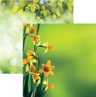 Hello Spring Collection, Daffodils, double-sided, scrapbook paper (Reminisce)
