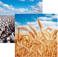 In the Field Collection, Wheat & Cotton Fields, double-sided, scrapbook paper (Reminisce) 