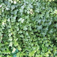 Ivy, outdoor scrapbook paper (McRice Photo Papers)