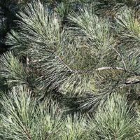 Pine Boughs, nature scrapbook paper (McRice Photo Papers)