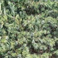 Pine Branches, nature scrapbook paper (McRice Photo Papers)<br><font color=red>50% off</font>