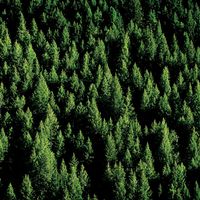 Pine Trees, scenic & outdoor scrapbook paper (Stamping Station)