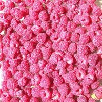 Raspberries, food scrapbook paper (McRice Photo Papers)