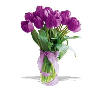 20 Purple Tulips  