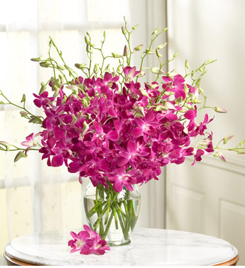 Elegant Orchids