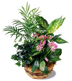 Dish Garden