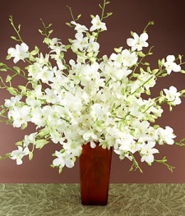 Orchid Grandeur 