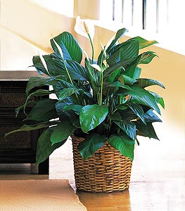 PEACE LILY PLANT