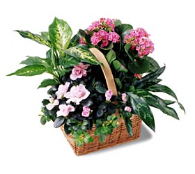 Pink Assortment Garden