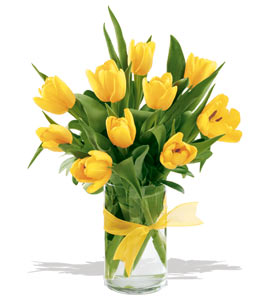 spring tulips - yellow 