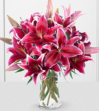 pic lily flower Stargazer Lily Bulbs - Pink Stargazer Lilies