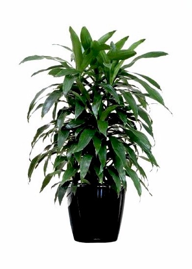 14 Inch Dracaena 'Janet Craig' 