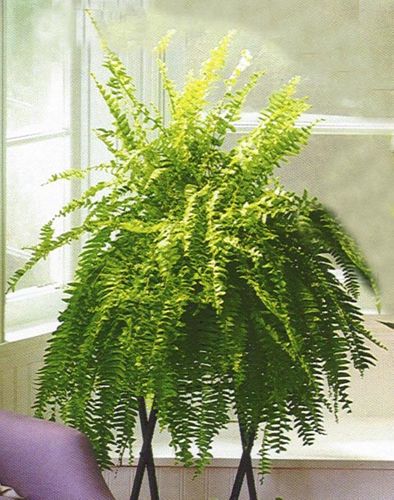 Boston Fern Plant - Designs East Florist Dallas