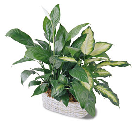 Spathiphyllum and Dieffenbachia