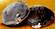 Sugar Free Chocolate Donuts with Vanilla Cream - No Transfat, Saturated Fat or Cholesterol!, Contains 6 donuts about 1.4 lbs