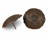 2.5" Dia. Scalloped Nailhead Clavos - Pack of 4