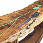 Free Form Slab Mesquite Sofa Table with Turquoise Inlay