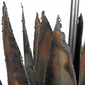 Metal Agave Yard Art Sculptures -  Three Sizes Available