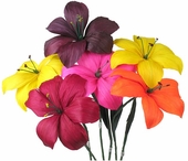 Mexican Corn Husk Lilies - Set of 6