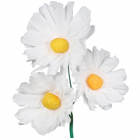 Mexican Paper Daisies - Set of 12