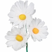 Mexican Paper Daisies - Set of 12