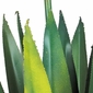 Painted Metal Agave Yard Art Sculptures