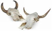 Real Cow Skulls