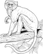 ape, Collection, drawing, Dover, monkey, animal