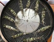 Magic Melon Weed Smudge Stick Made with Cannabis leaves