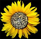 Sunflower Resistance Free Ukraine T-shirt or Trucker Hat