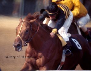 1969 Kentucky Derby Winning Race Horse Majestic Prince
