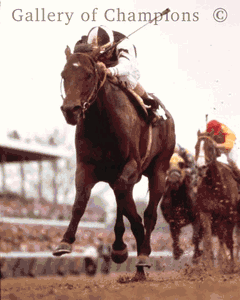 1975 Kentucky Derby Winning Race Horse Foolish Pleasure
