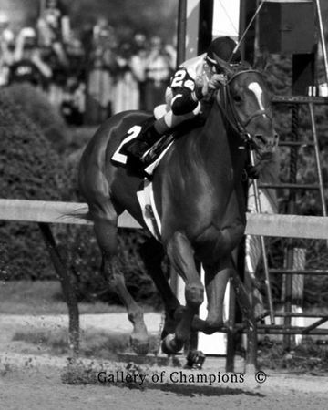 1978 Kentucky Derby Winner Affirmed - Black And White