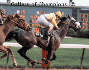 1982 Kentucky Derby Winning Race Horse Gato Del Sol