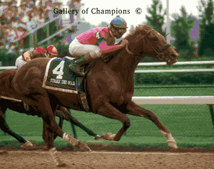 1991 Kentucky Derby Winner Strike The Gold - Picture Shipped Free