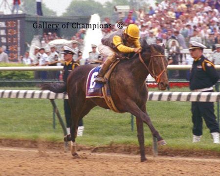 1993 Kentucky Derby Winner Sea Hero - Head On - Picture Shipped Free