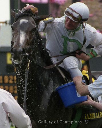 2009 Kentucky Oaks Winner Rachel Alexandra - Sponge Bath