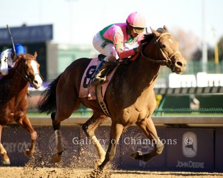 2011 Breeders Cup Winning Race Horse Caleb's Posse Photo
