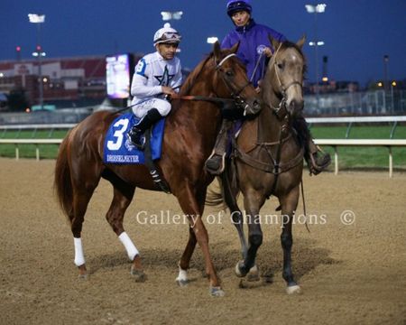 2011 Breeders Cup Winning Race Horse Drosselmeyer Post Parade Photo